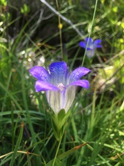 Gentiana setigera