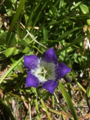 Gentiana setigera