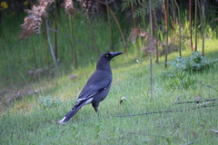 Strepera versicolor plumbea