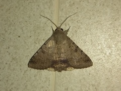 Pandesma quenavadi