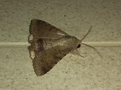 Pandesma quenavadi