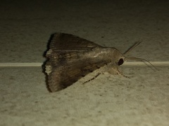 Pandesma quenavadi