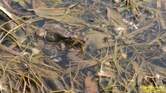 Bufo sachalinensis