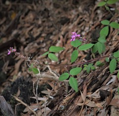 Desmodium intortum