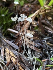 Coprinopsis stercorea