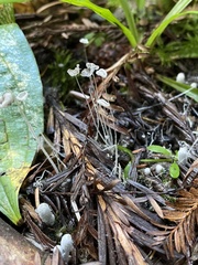 Coprinopsis stercorea