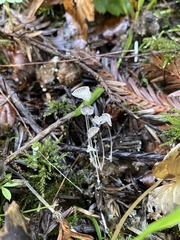 Coprinopsis stercorea