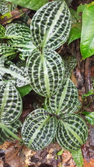 Geogenanthus poeppigii