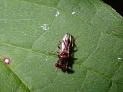 Sphyracephala brevicornis