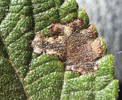 Calycomyza lantanae