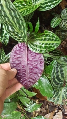 Geogenanthus poeppigii