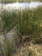 Eleocharis interstincta