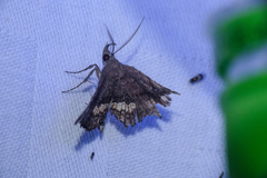 Throana pectinifer