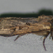 Dichagyris acclivis - Photo (c) Kent Miller, alguns direitos reservados (CC BY-ND), uploaded by Kent Miller