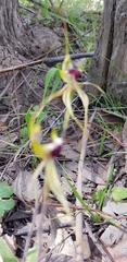 Caladenia parva