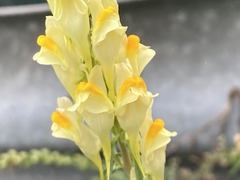 Linaria vulgaris