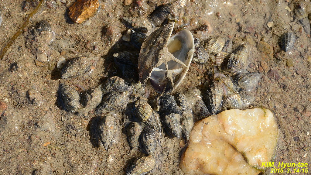 Nassarius livescens