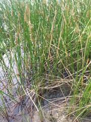 Eleocharis interstincta