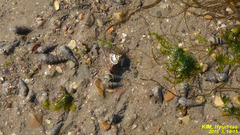 Batillaria attramentaria