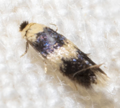 Stigmella nigriverticella