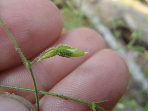 fastigiate mouse-ear chickweed (Cerastium fastigiatum)