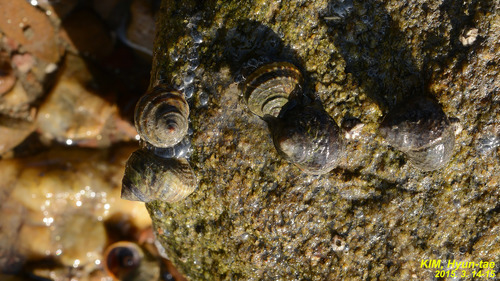 Littorina brevicula