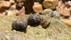 Littorina brevicula