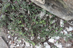 Indigofera sp9