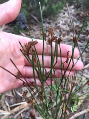 Schizaea