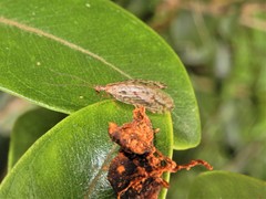 Micromus bifasciatus