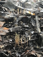 Macrotyphula