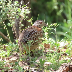 Turnix varius varius