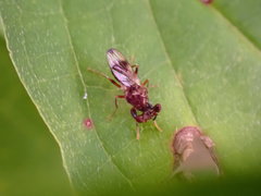 Sphyracephala brevicornis