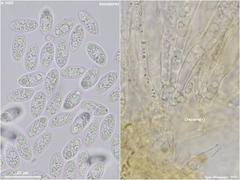 Lanzia luteovirescens