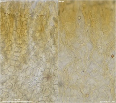 Lanzia luteovirescens