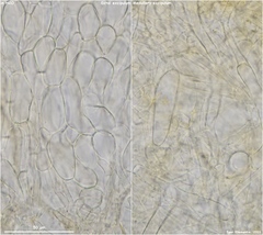 Lanzia luteovirescens