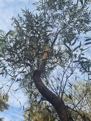 Angophora crassifolia