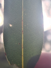 Angophora crassifolia