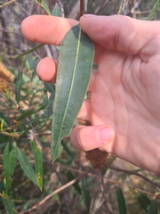Angophora crassifolia