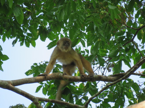 Spix's White-fronted Capuchin