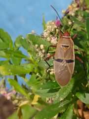 Dysdercus bimaculatus