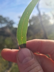 Angophora bakeri
