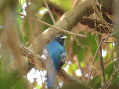 Trogon ramonianus
