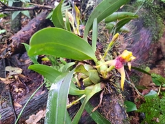 Maxillaria cucullata