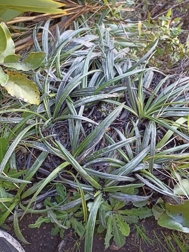 Image of Celmisia graminifolia by (c) Oscar Dove, some rights reserved (CC BY)