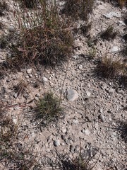 Bouteloua pectinata