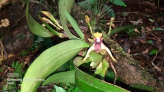 Maxillaria cucullata