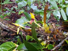 Maxillaria cucullata