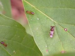 Sphyracephala brevicornis
