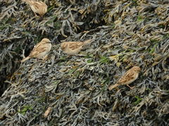 Fucus ceranoides